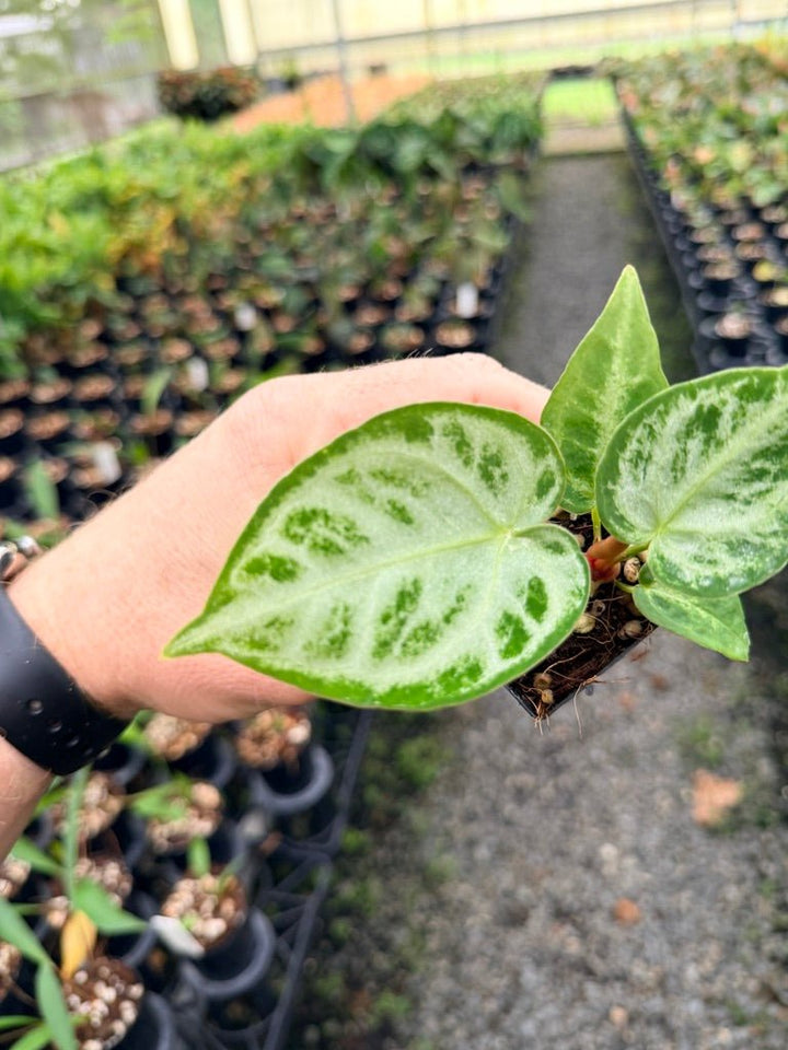 Handpicked 146 - Anthurium Crystallinum Dorayaki Silver Blush | Uprooted