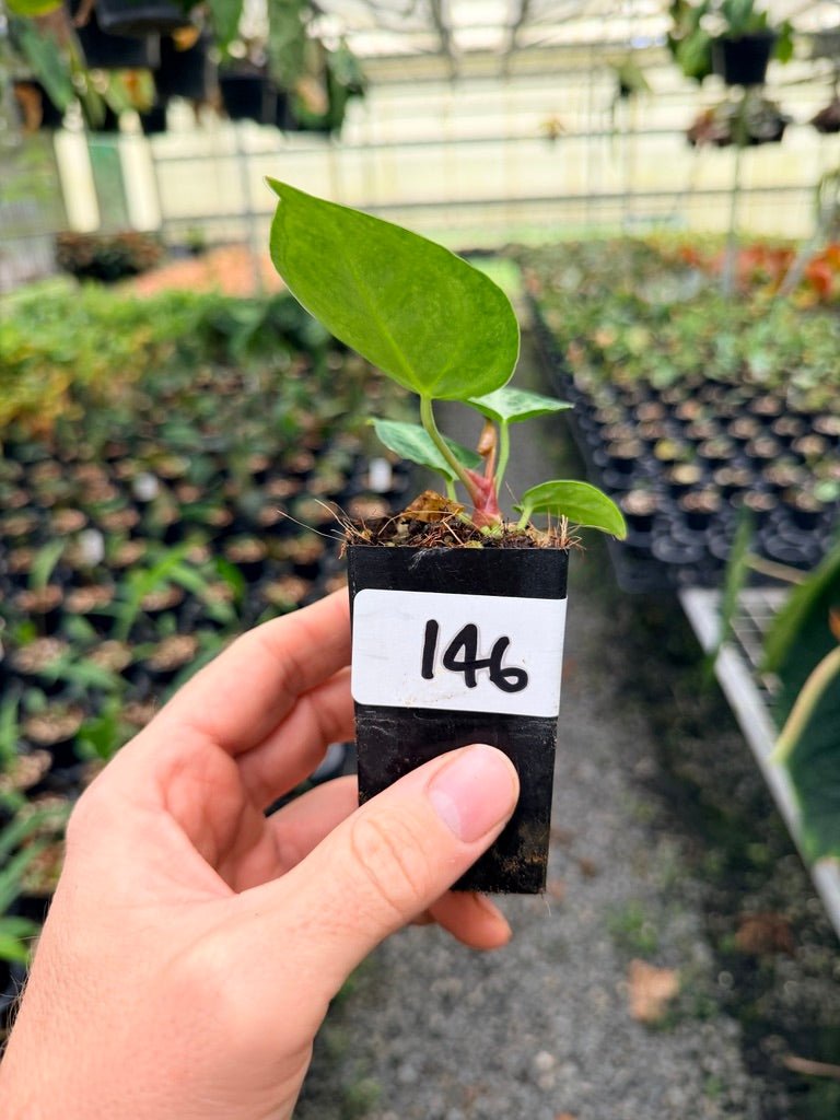 Handpicked 146 - Anthurium Crystallinum Dorayaki Silver Blush | Uprooted