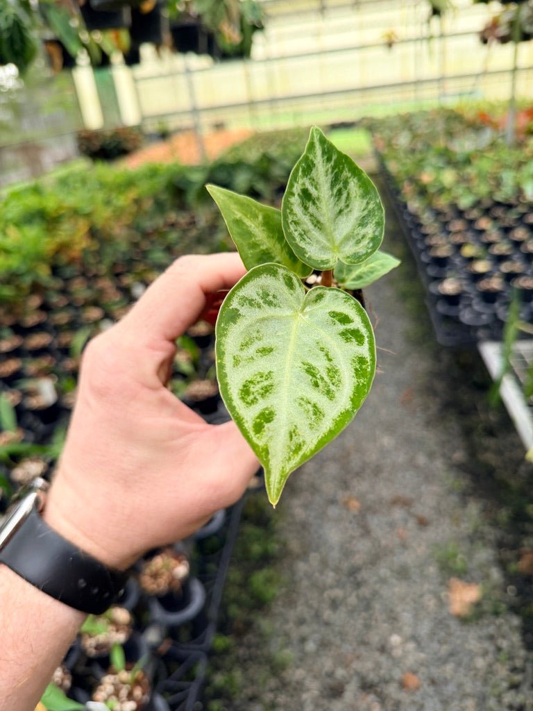 Handpicked 146 - Anthurium Crystallinum Dorayaki Silver Blush | Uprooted