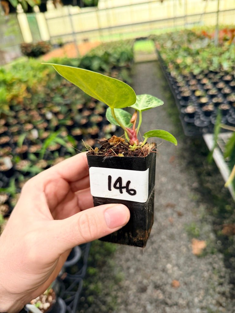 Handpicked 146 - Anthurium Crystallinum Dorayaki Silver Blush | Uprooted
