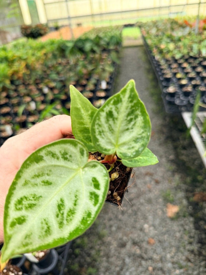 Handpicked 146 - Anthurium Crystallinum Dorayaki Silver Blush | Uprooted
