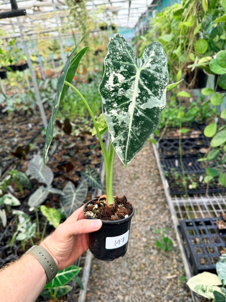 Handpicked 147 - Alocasia Micholitziana Frydek | Uprooted