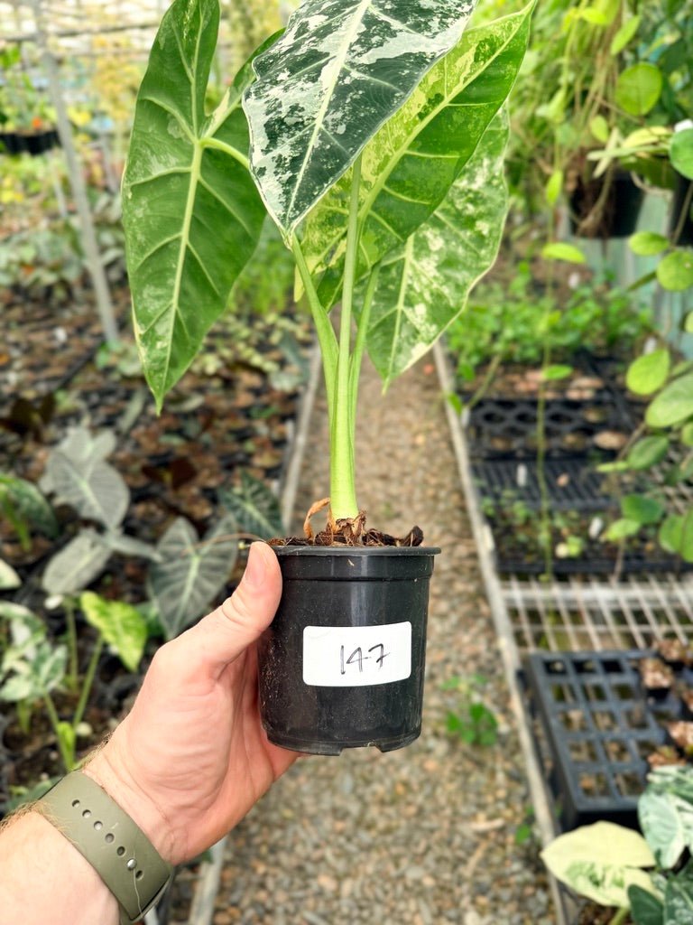 Handpicked 147 - Alocasia Micholitziana Frydek | Uprooted