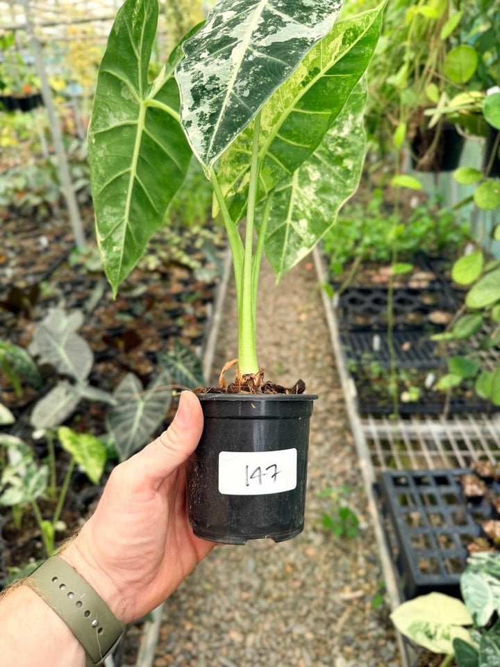 Handpicked 147 - Alocasia Micholitziana Frydek | Uprooted