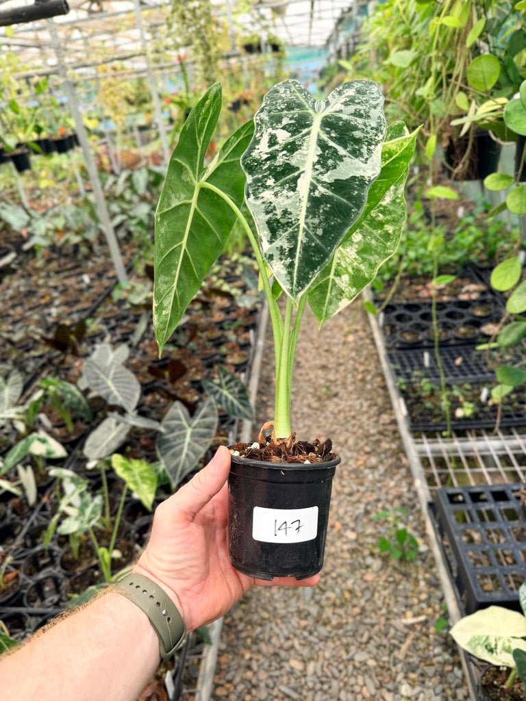 Handpicked 147 - Alocasia Micholitziana Frydek | Uprooted