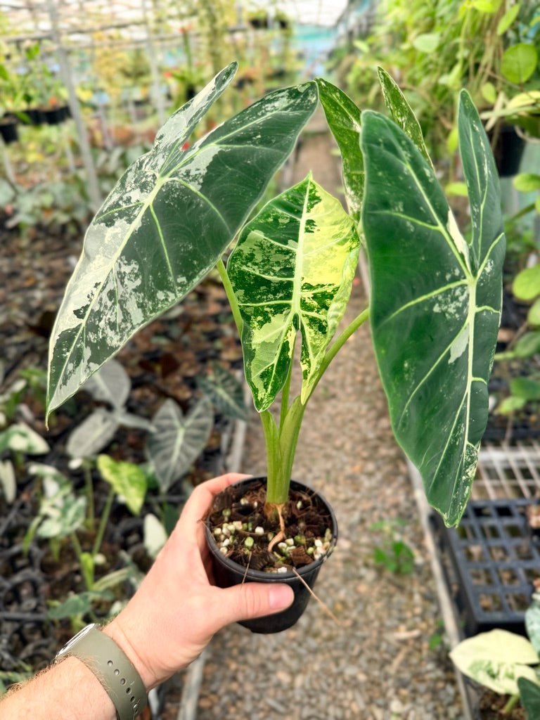 Handpicked 147 - Alocasia Micholitziana Frydek | Uprooted