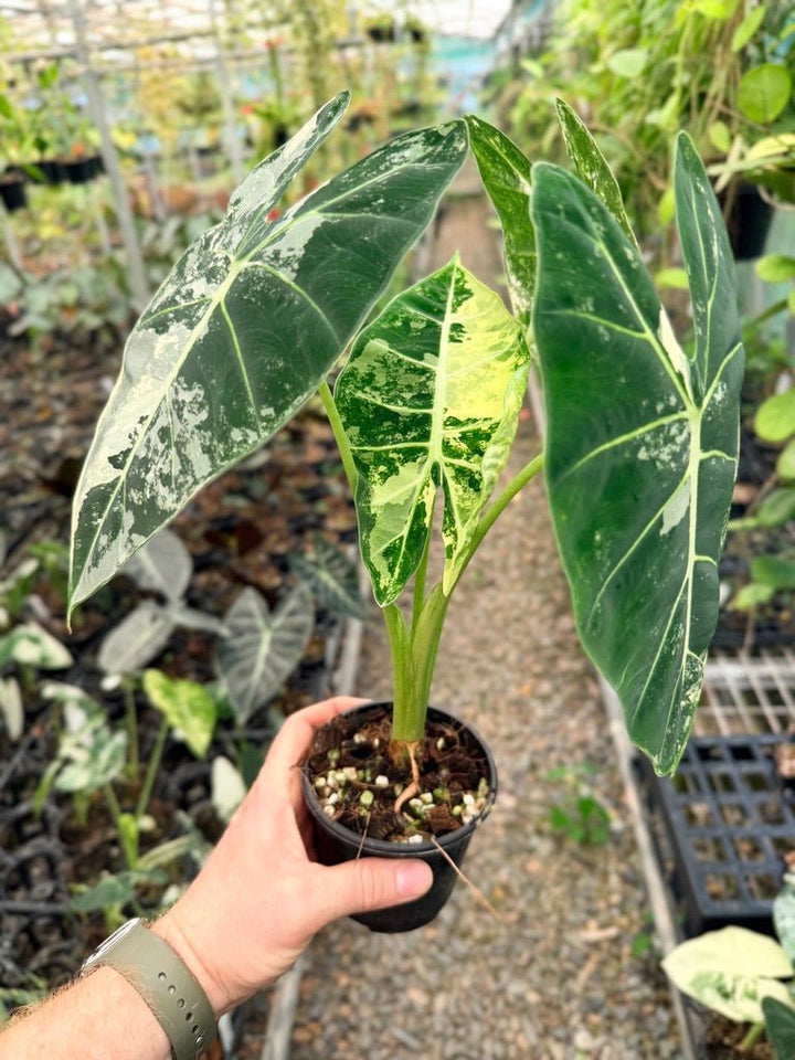 Handpicked 147 - Alocasia Micholitziana Frydek | Uprooted