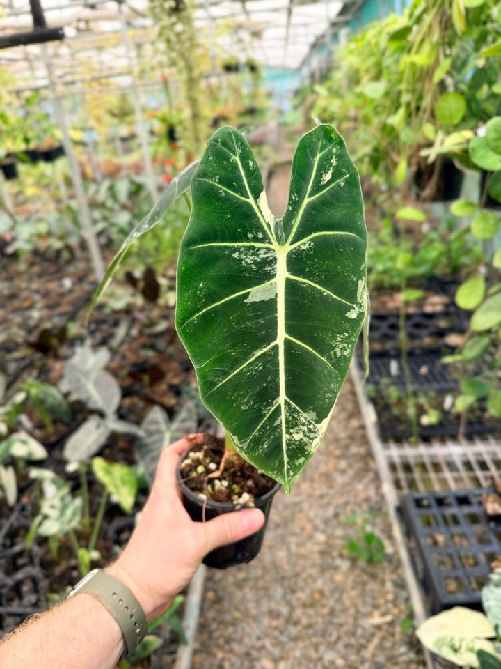 Handpicked 147 - Alocasia Micholitziana Frydek | Uprooted