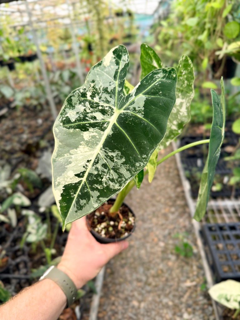 Handpicked 147 - Alocasia Micholitziana Frydek | Uprooted