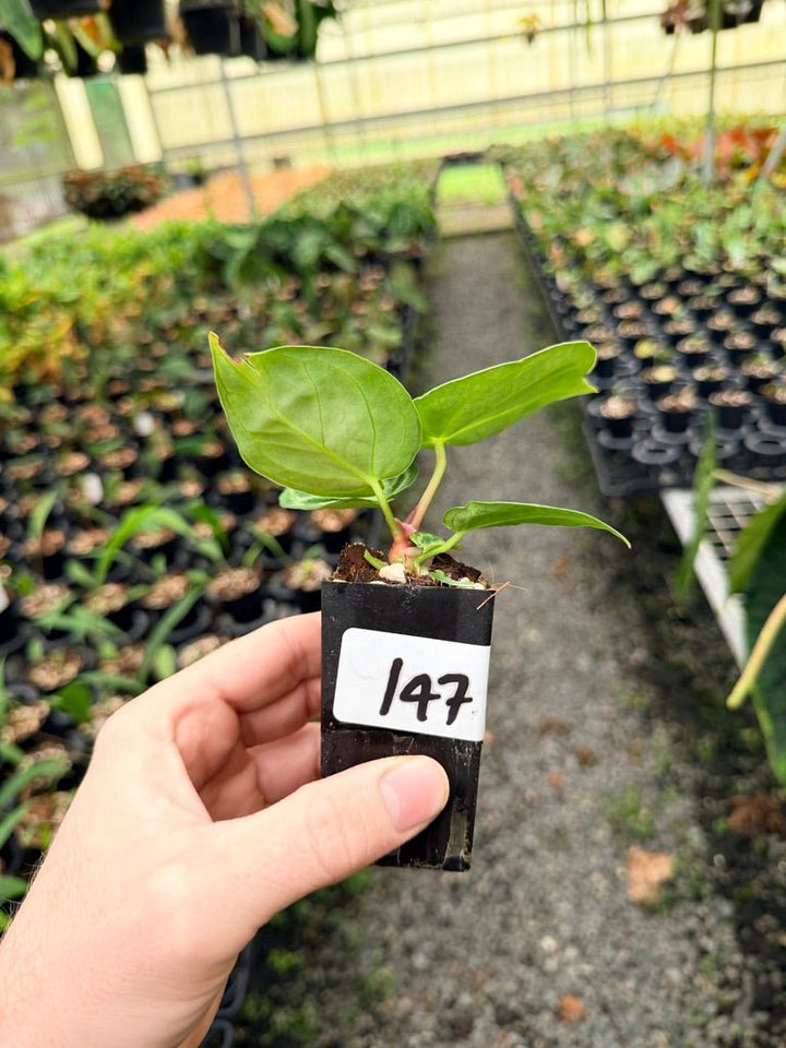 Handpicked 147 - Anthurium Crystallinum Dorayaki Silver Blush | Uprooted