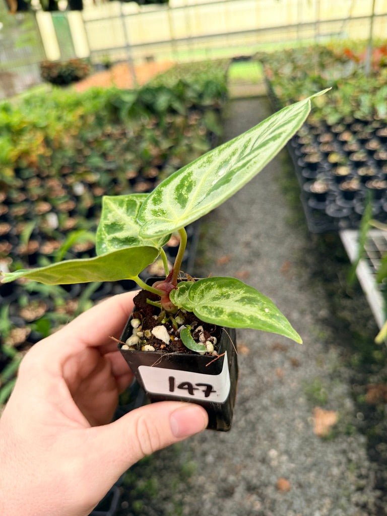 Handpicked 147 - Anthurium Crystallinum Dorayaki Silver Blush | Uprooted