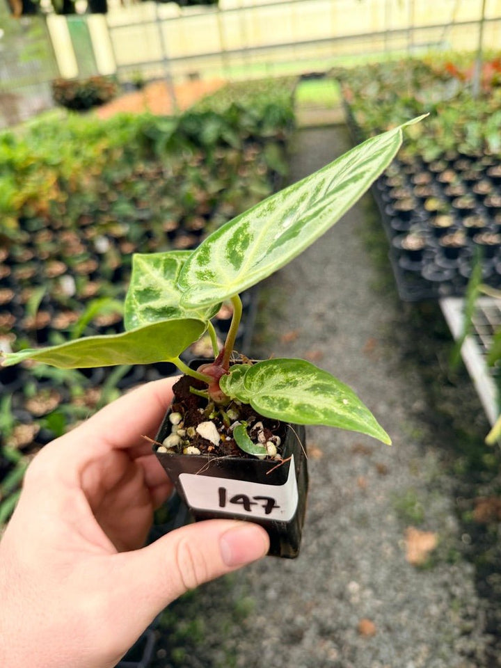 Handpicked 147 - Anthurium Crystallinum Dorayaki Silver Blush | Uprooted