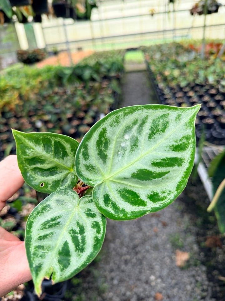 Handpicked 147 - Anthurium Crystallinum Dorayaki Silver Blush | Uprooted