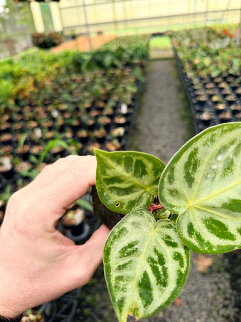 Handpicked 147 - Anthurium Crystallinum Dorayaki Silver Blush | Uprooted