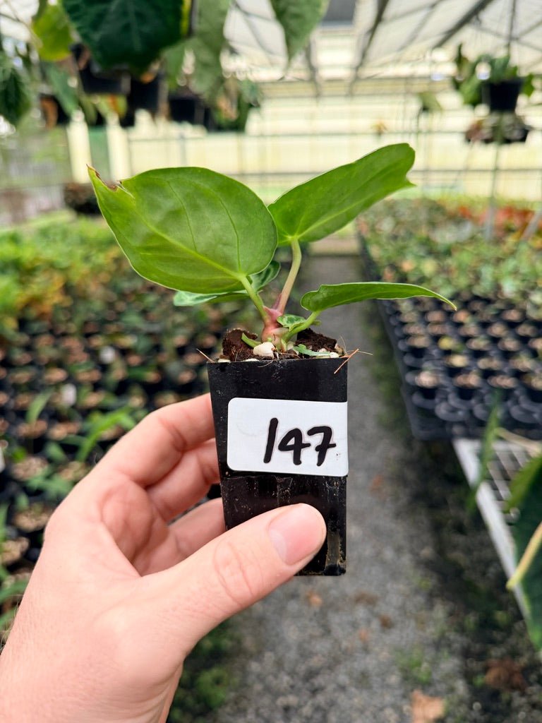 Handpicked 147 - Anthurium Crystallinum Dorayaki Silver Blush | Uprooted