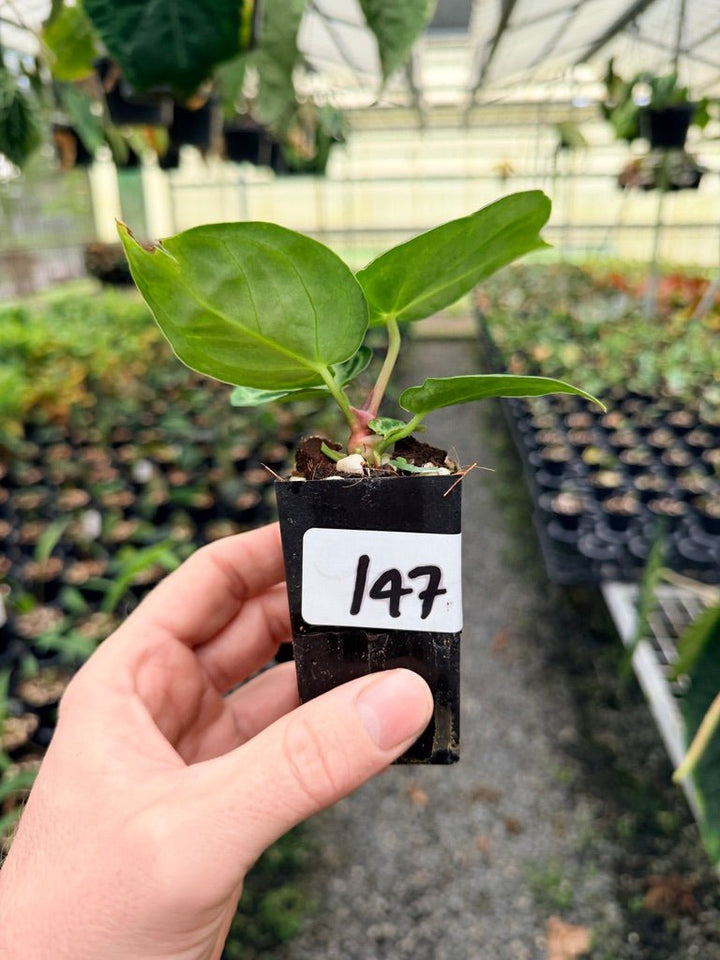 Handpicked 147 - Anthurium Crystallinum Dorayaki Silver Blush | Uprooted