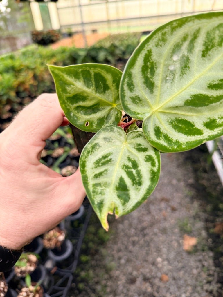 Handpicked 147 - Anthurium Crystallinum Dorayaki Silver Blush | Uprooted