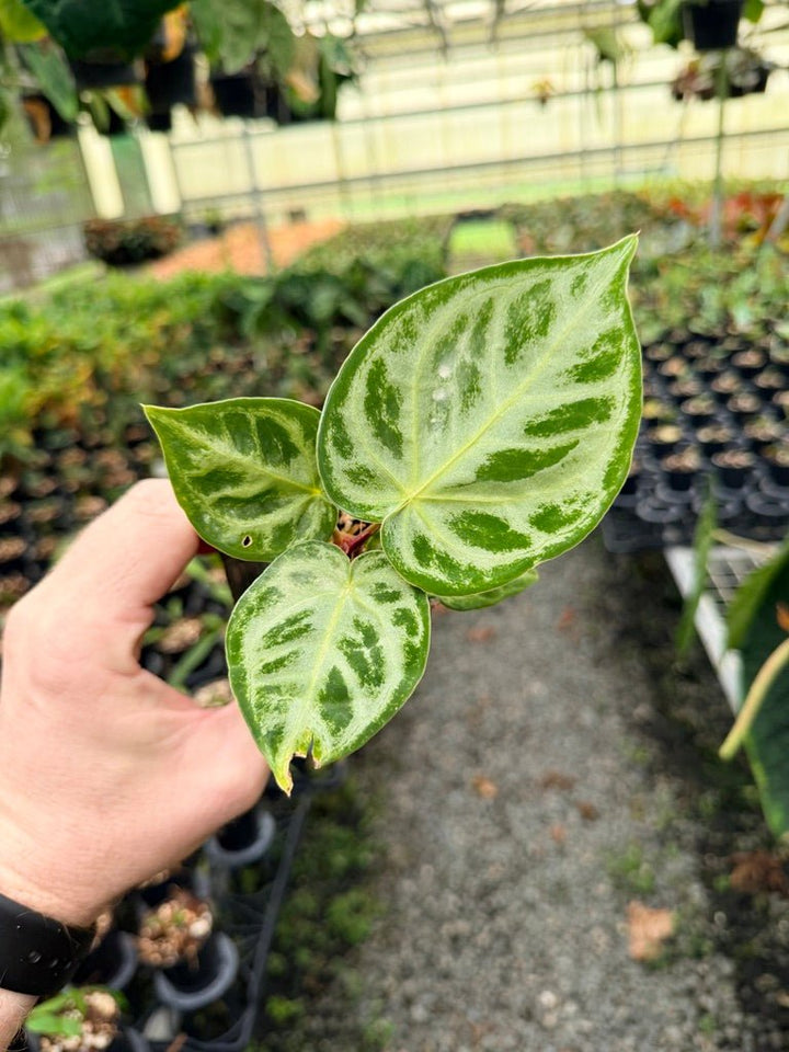 Handpicked 147 - Anthurium Crystallinum Dorayaki Silver Blush | Uprooted