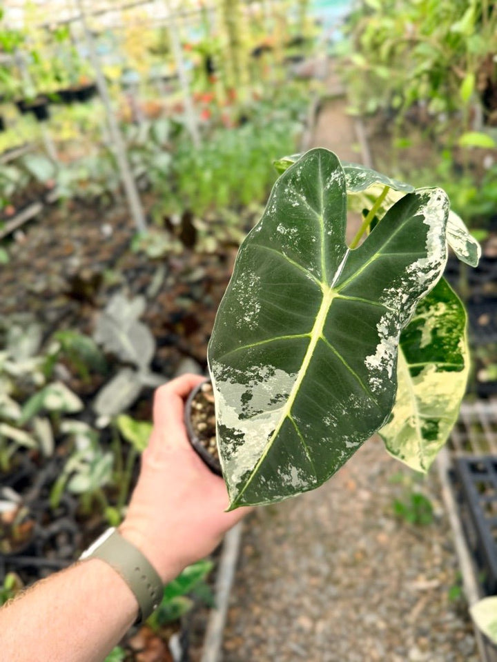 Handpicked 148 - Alocasia Micholitziana Frydek | Uprooted