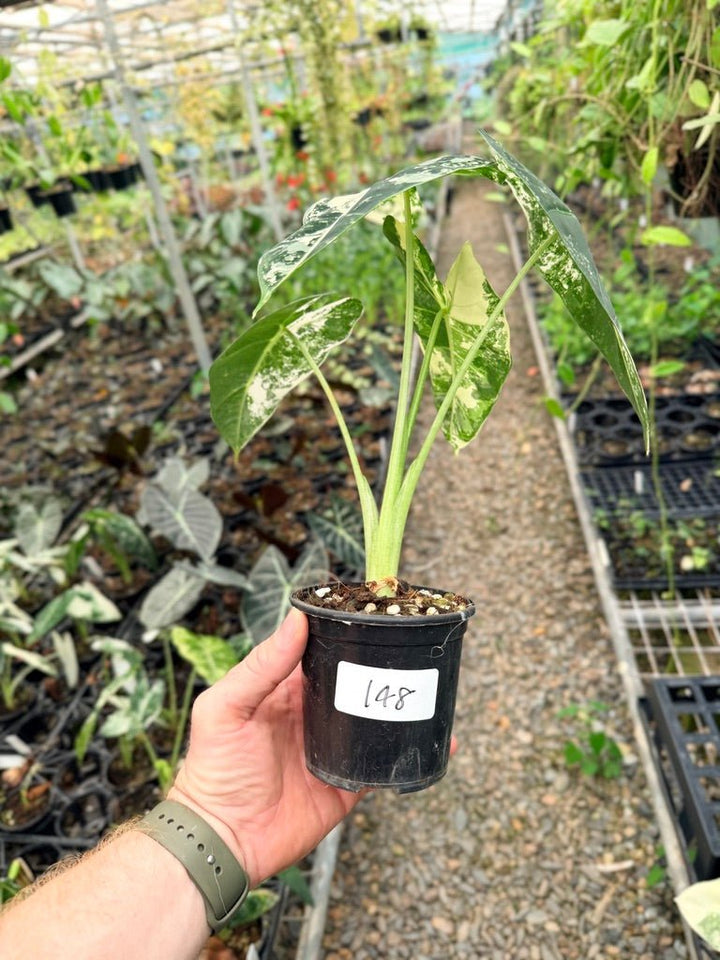 Handpicked 148 - Alocasia Micholitziana Frydek | Uprooted