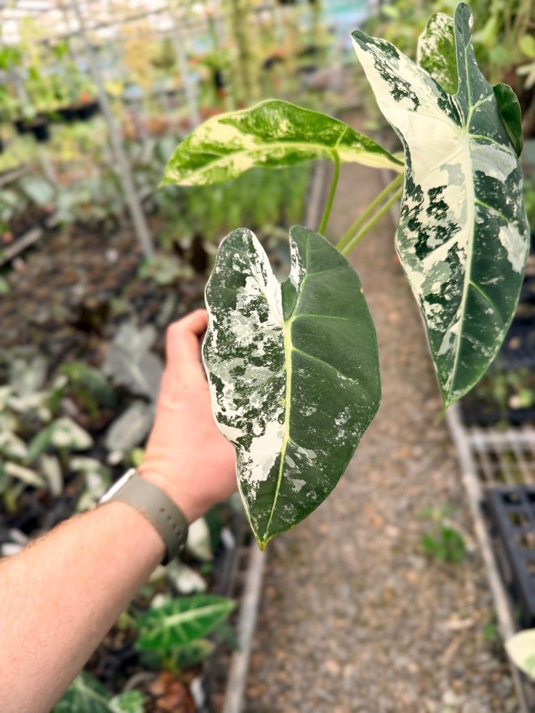Handpicked 148 - Alocasia Micholitziana Frydek | Uprooted