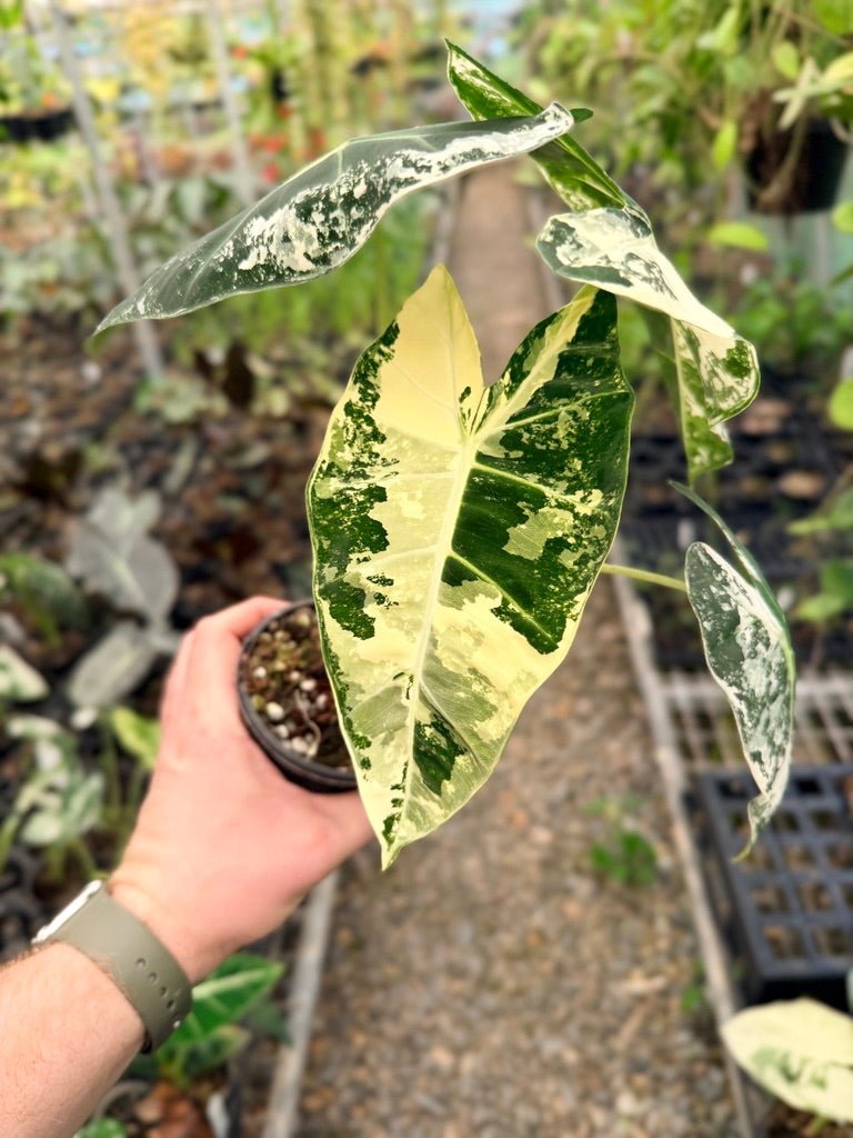 Handpicked 148 - Alocasia Micholitziana Frydek | Uprooted