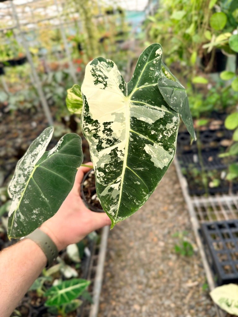 Handpicked 148 - Alocasia Micholitziana Frydek | Uprooted