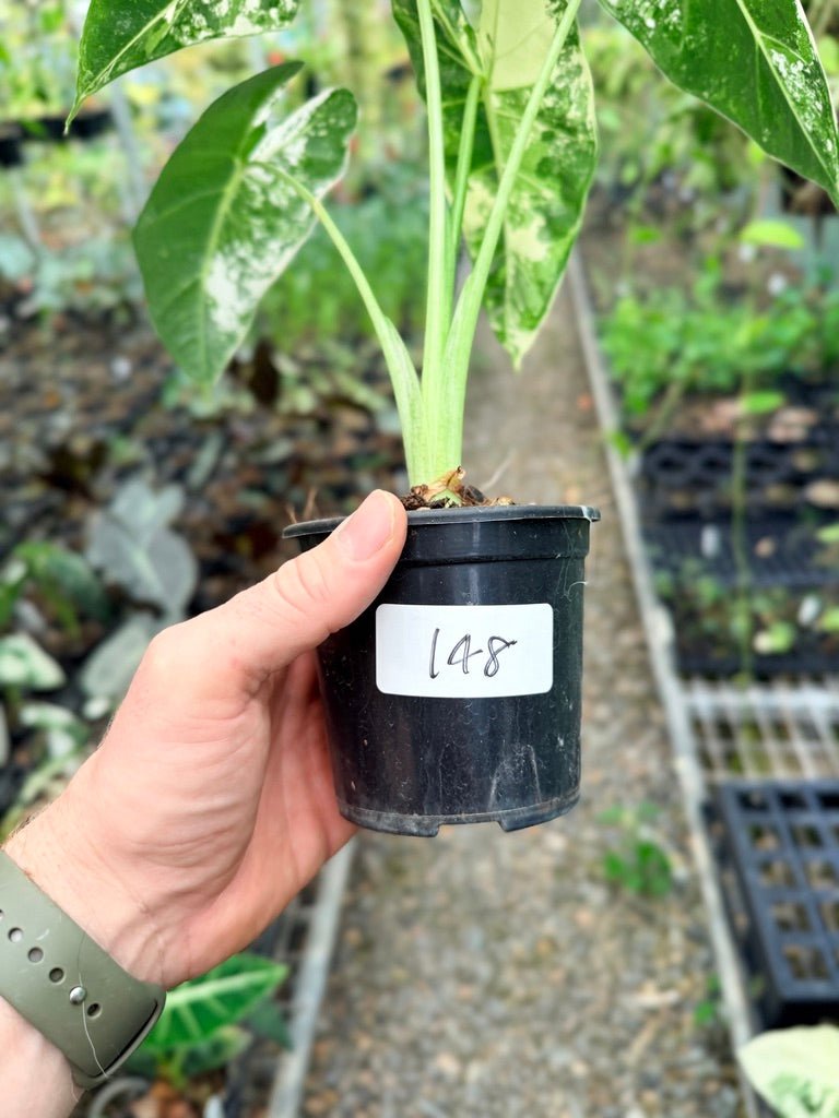 Handpicked 148 - Alocasia Micholitziana Frydek | Uprooted