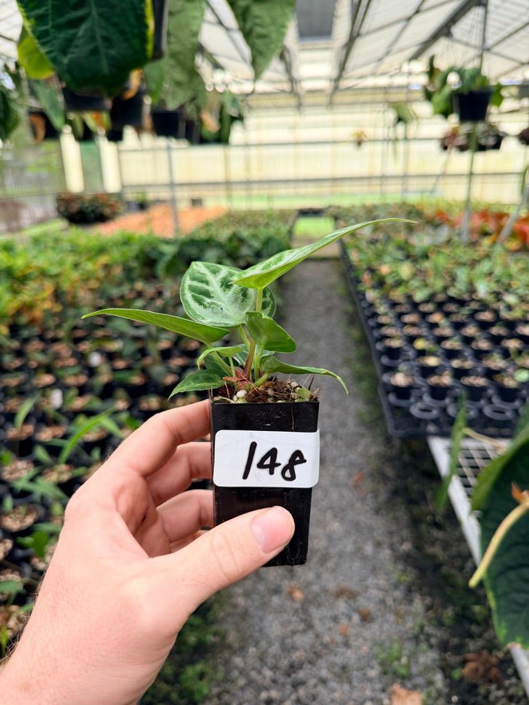 Handpicked 148 - Anthurium Crystallinum Dorayaki Silver Blush | Uprooted
