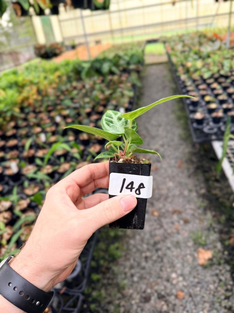 Handpicked 148 - Anthurium Crystallinum Dorayaki Silver Blush | Uprooted