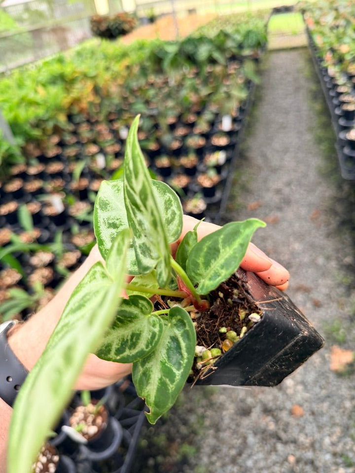 Handpicked 148 - Anthurium Crystallinum Dorayaki Silver Blush | Uprooted