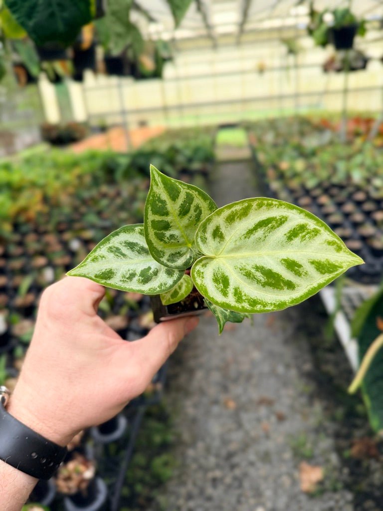 Handpicked 148 - Anthurium Crystallinum Dorayaki Silver Blush | Uprooted