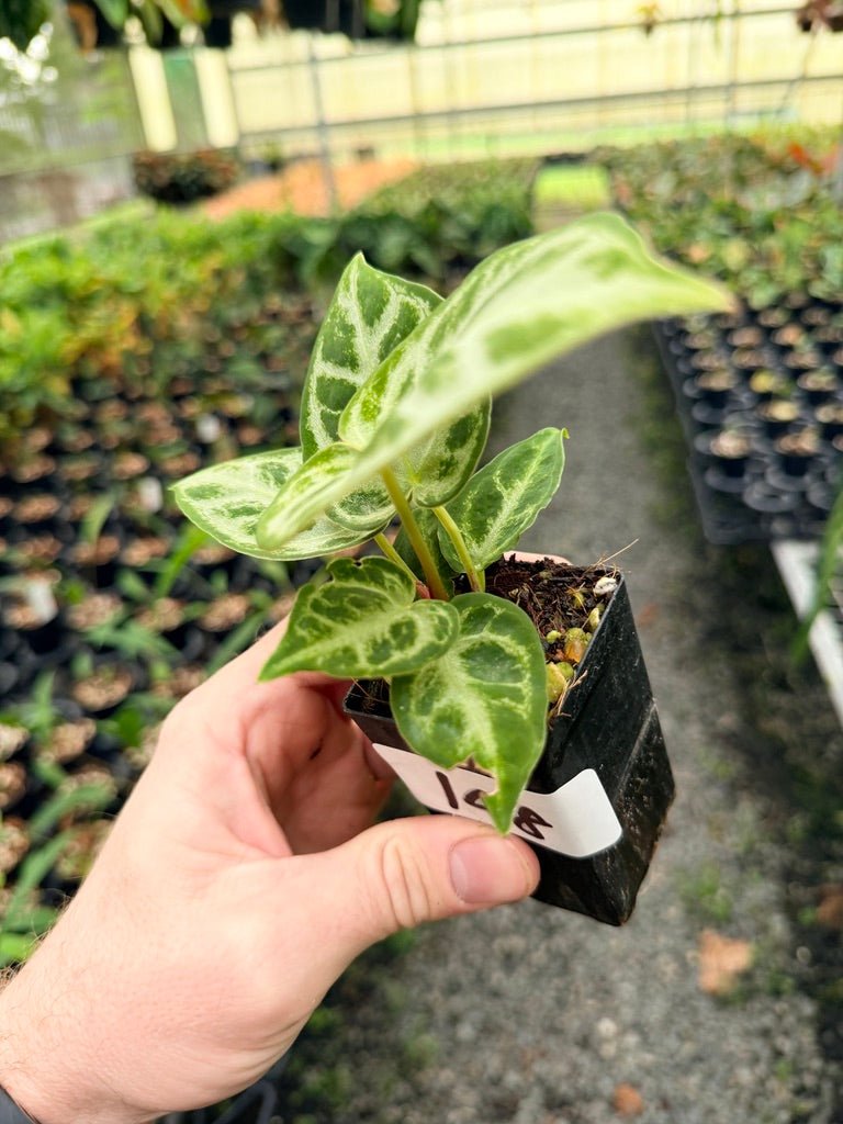 Handpicked 148 - Anthurium Crystallinum Dorayaki Silver Blush | Uprooted