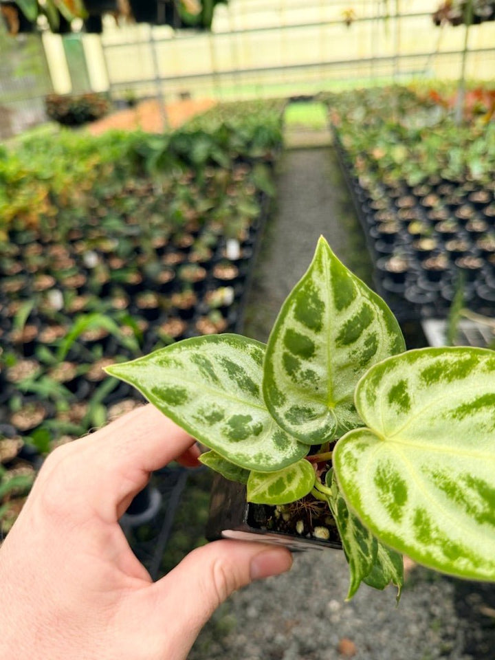 Handpicked 148 - Anthurium Crystallinum Dorayaki Silver Blush | Uprooted