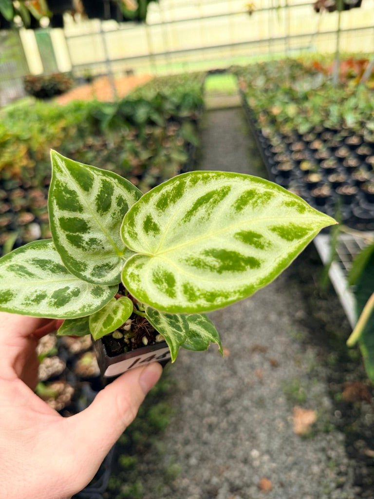 Handpicked 148 - Anthurium Crystallinum Dorayaki Silver Blush | Uprooted