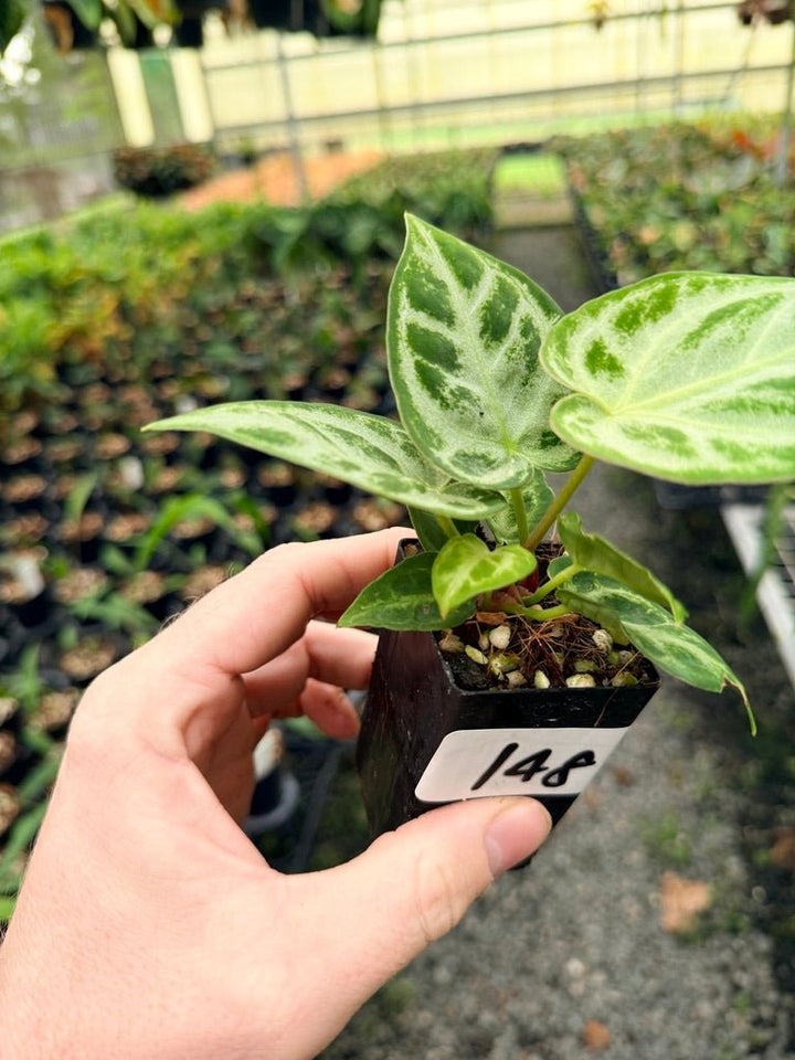 Handpicked 148 - Anthurium Crystallinum Dorayaki Silver Blush | Uprooted