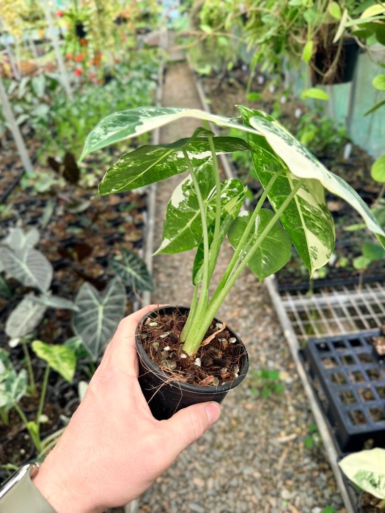 Handpicked 149 - Alocasia Micholitziana Frydek | Uprooted