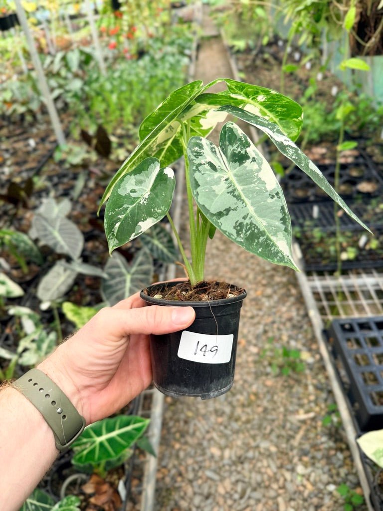 Handpicked 149 - Alocasia Micholitziana Frydek | Uprooted