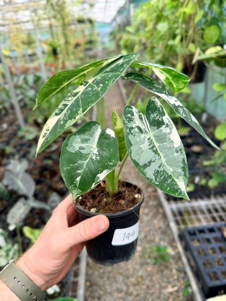 Handpicked 149 - Alocasia Micholitziana Frydek | Uprooted
