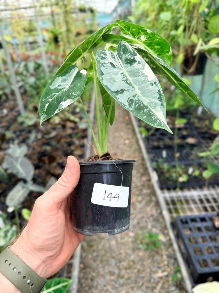 Handpicked 149 - Alocasia Micholitziana Frydek | Uprooted