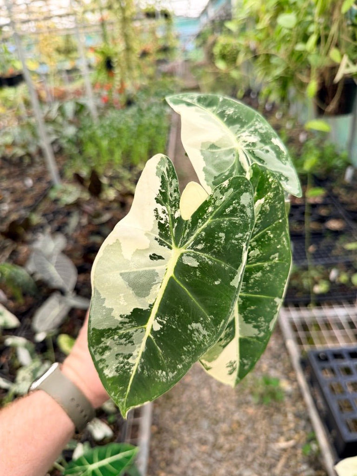 Handpicked 149 - Alocasia Micholitziana Frydek | Uprooted