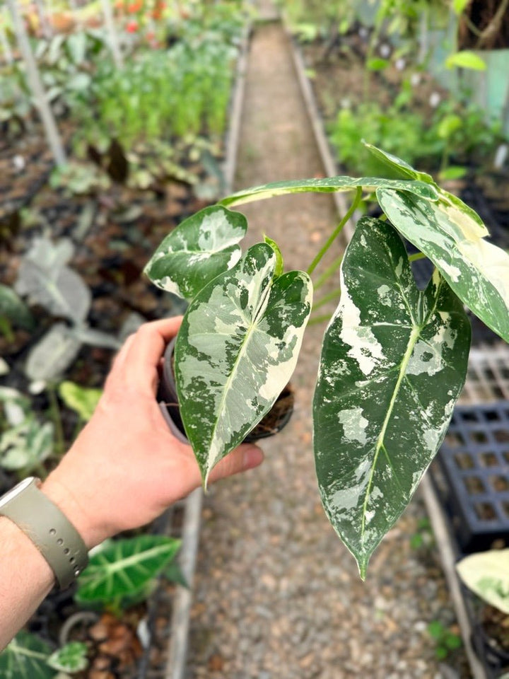 Handpicked 149 - Alocasia Micholitziana Frydek | Uprooted