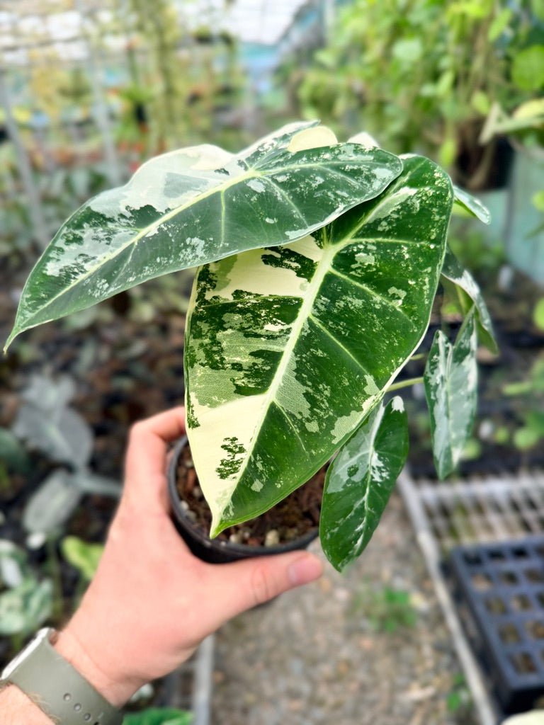 Handpicked 149 - Alocasia Micholitziana Frydek | Uprooted