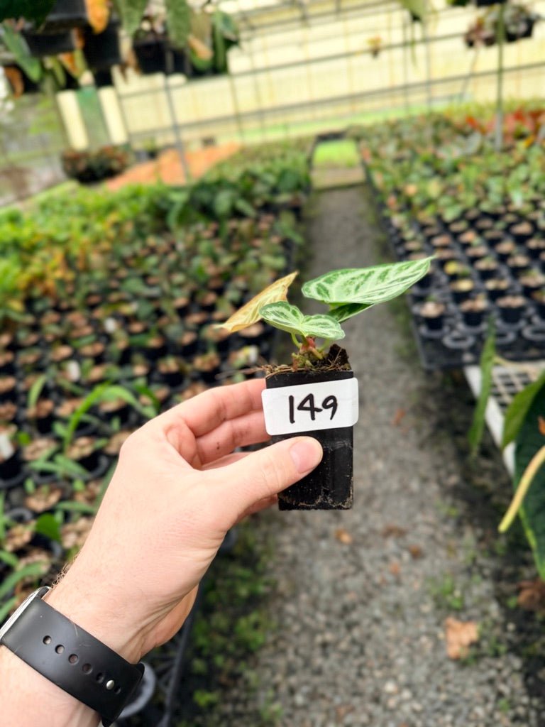 Handpicked 149 - Anthurium Crystallinum Dorayaki Silver Blush | Uprooted