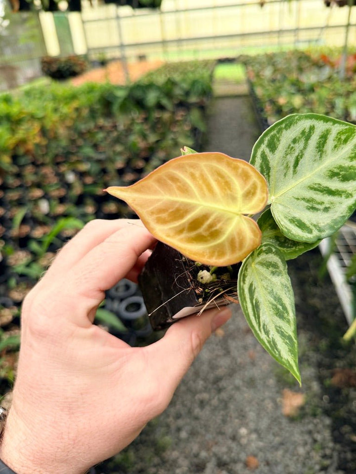 Handpicked 149 - Anthurium Crystallinum Dorayaki Silver Blush | Uprooted