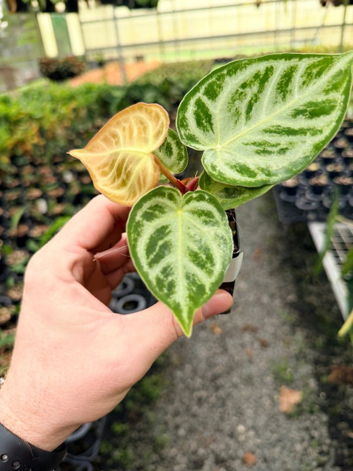 Handpicked 149 - Anthurium Crystallinum Dorayaki Silver Blush | Uprooted