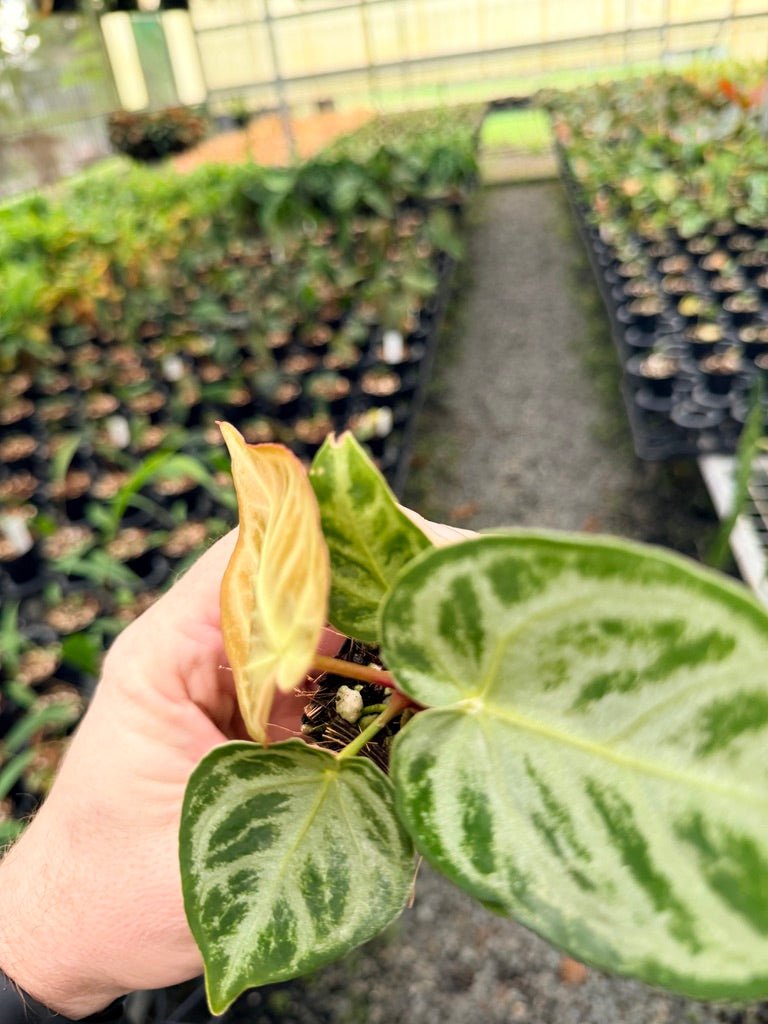 Handpicked 149 - Anthurium Crystallinum Dorayaki Silver Blush | Uprooted