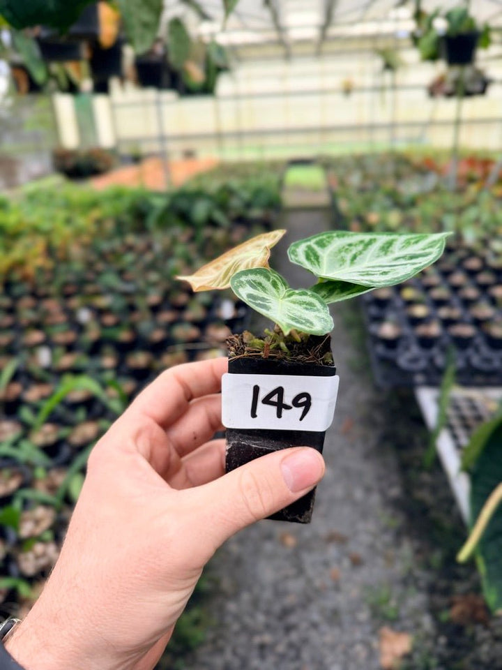 Handpicked 149 - Anthurium Crystallinum Dorayaki Silver Blush | Uprooted