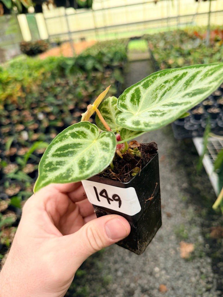 Handpicked 149 - Anthurium Crystallinum Dorayaki Silver Blush | Uprooted