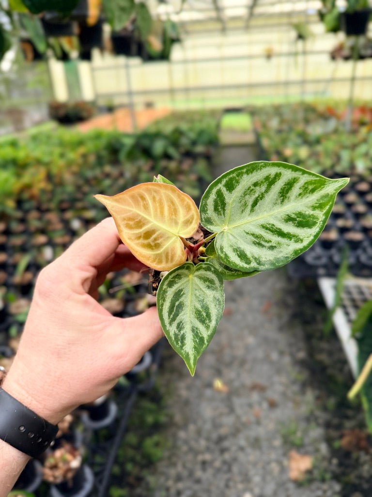 Handpicked 149 - Anthurium Crystallinum Dorayaki Silver Blush | Uprooted